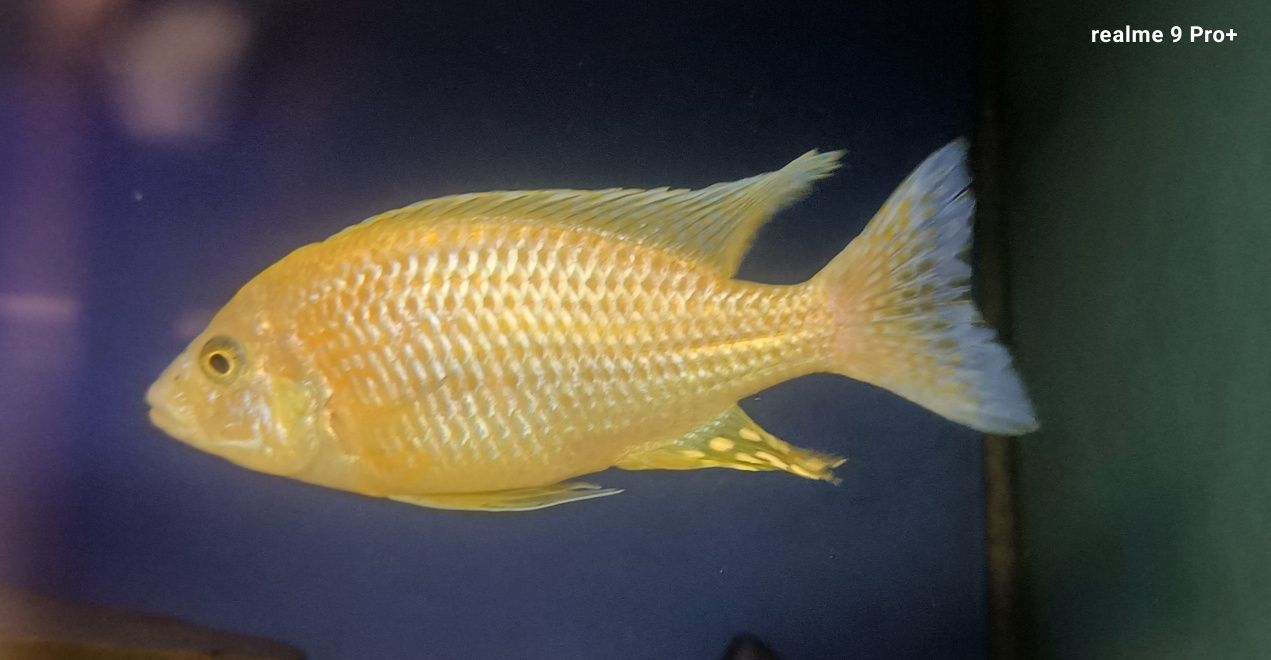 Aulonocara fire fisch iceberg