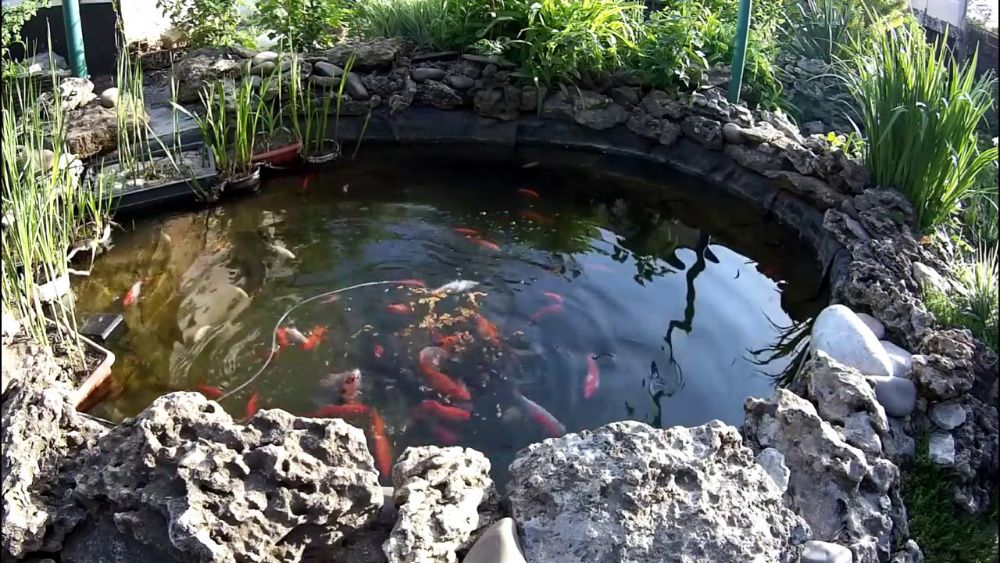 рибки для водойми,кої ціна,короп коі україна,японський коі, koiukraina