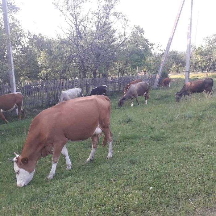 Продаю молоді корови і телички