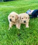 Golden Retriever samiec