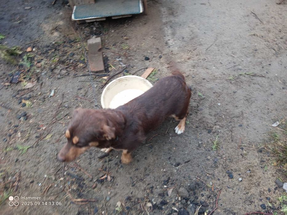 Oddam suczkę w dobre ręce