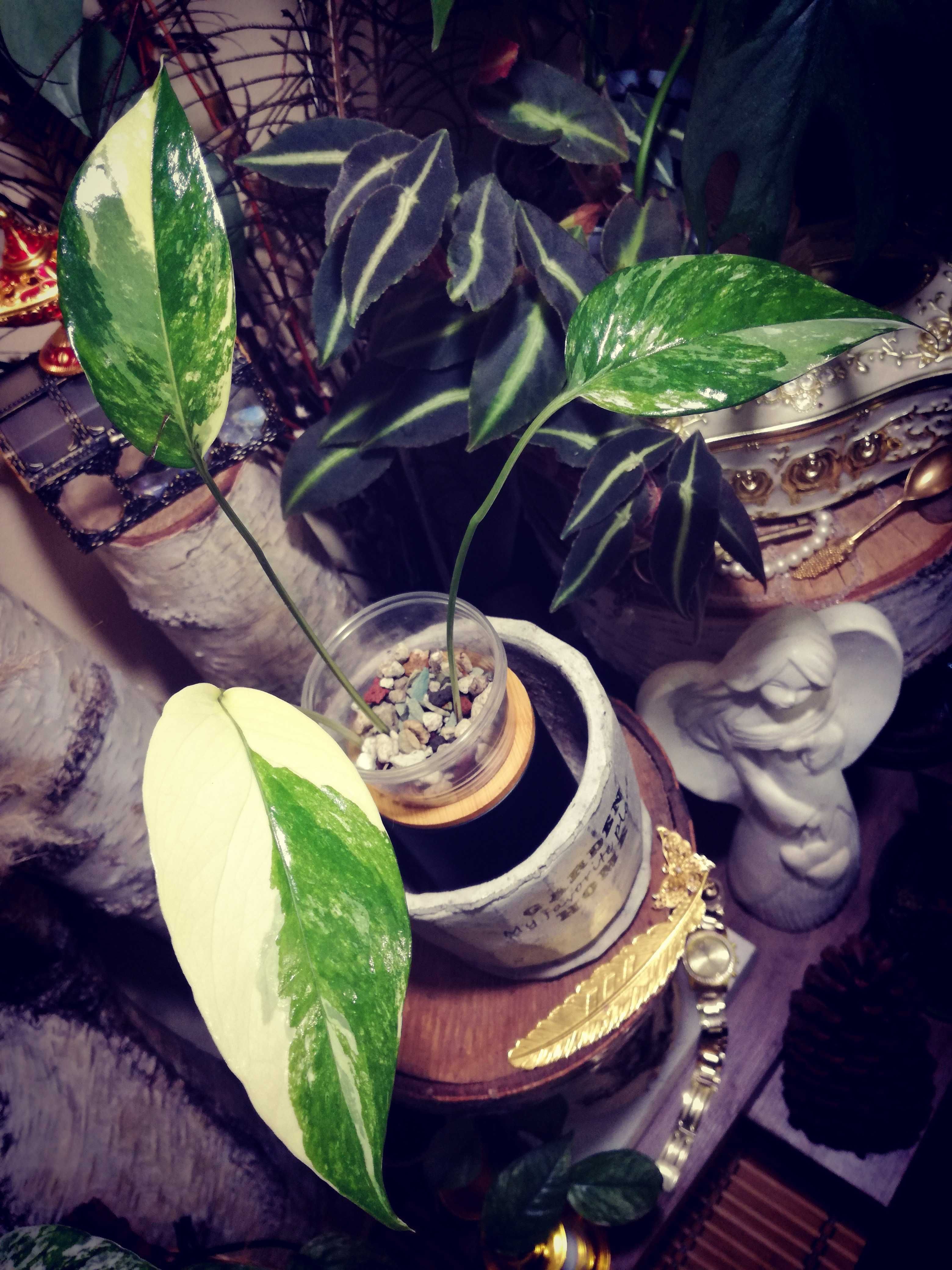 Epipremnum Pinnatum Albo Variegata Thailand Form monstera philodendron