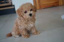 Dziewczynka Maltipoo