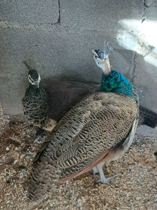 A venda jovens pavoēs