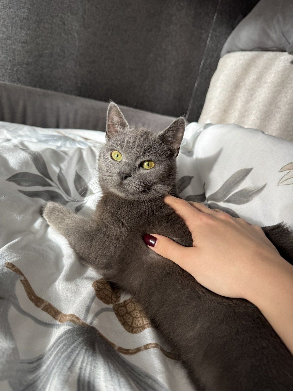 Віддам кошенят у добрі руки