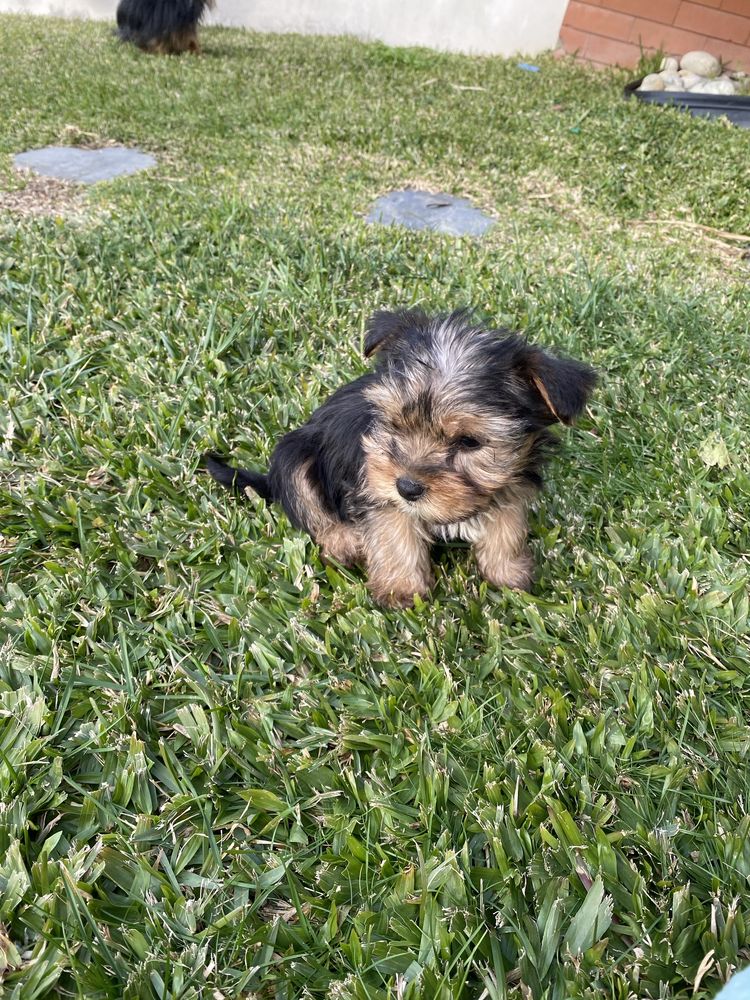 Yorkshire terrier