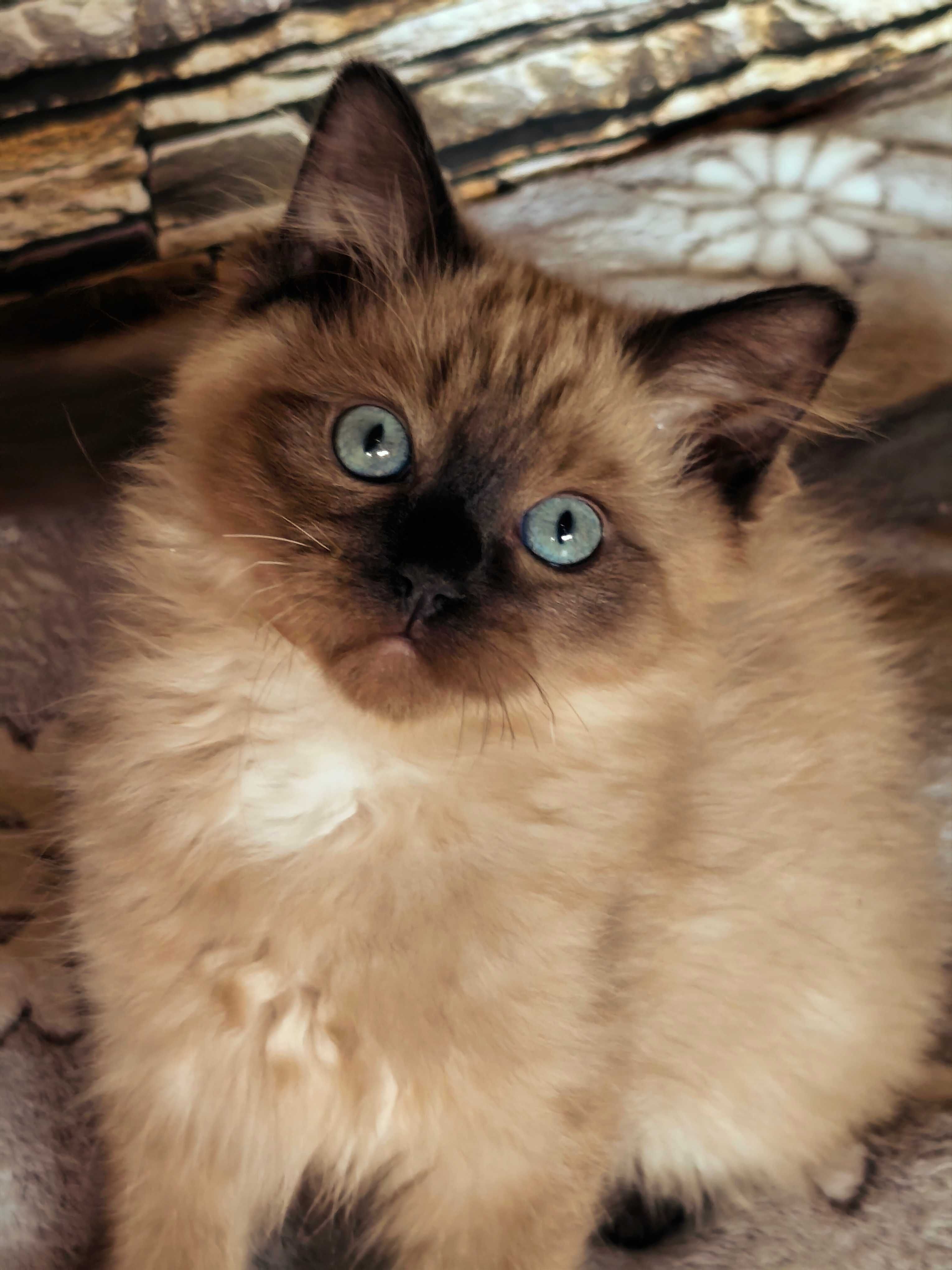 Ragdoll Cherubim Mink Czekoladowy kocurek rodowód TICA