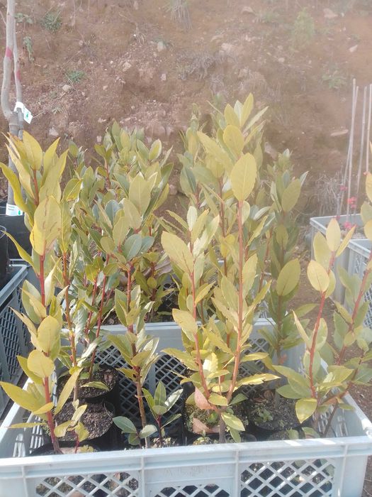 Plantas Não Frutíferas e outras variedades