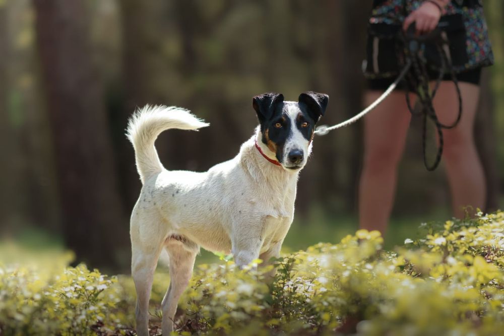 Majlo Fox Terrier do adopcji