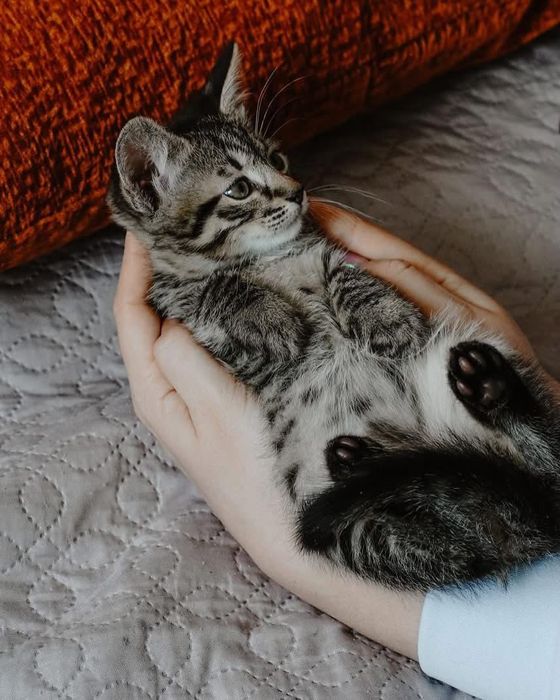 Котенок бесплатно