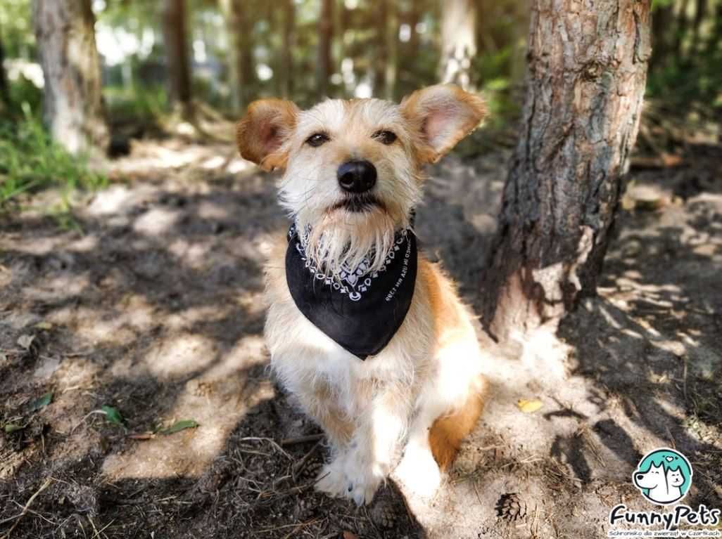 Schronisko paraliżuje Beardyego... Uratuj... Adoptuj...