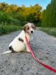 piesek Jack Russell terrier ZKWP/FCI szorstkowłosy