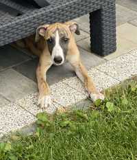 Whippet piesek Tylko Ty MACCUS rodowod ZkwP