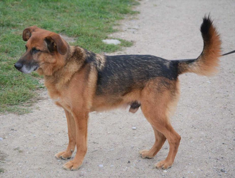 Kapsel szuka spokojnego domu!