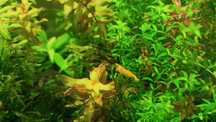 Lindos Camarões laranja Neocaridinas Orange