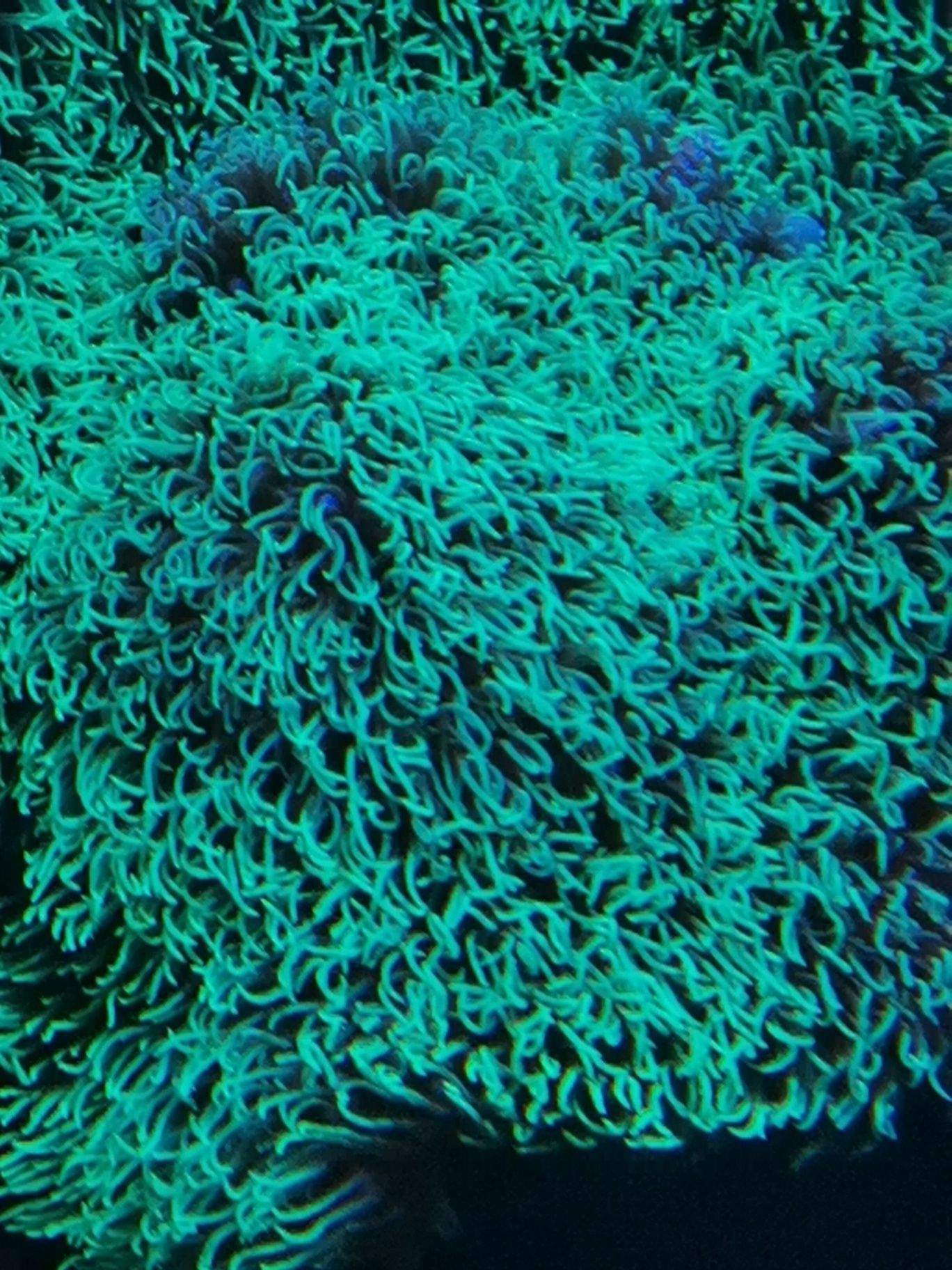Briareum koralowiec morski