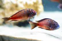 Stado tropheus Red Katete F1 25 sztuk