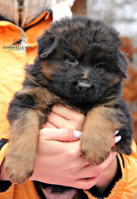 Німецька вівчарка Д\Ш - елітні цуценята від розплідника КСУ-FCI