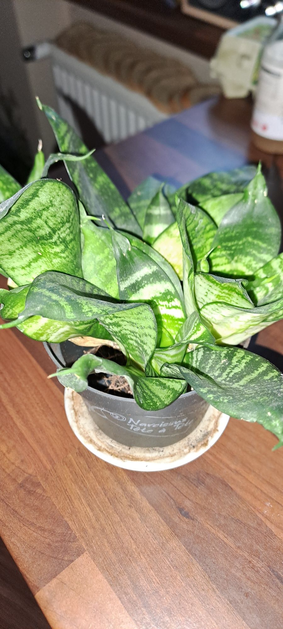 Sansevieria Hahnii -oczyszczacz powietrza