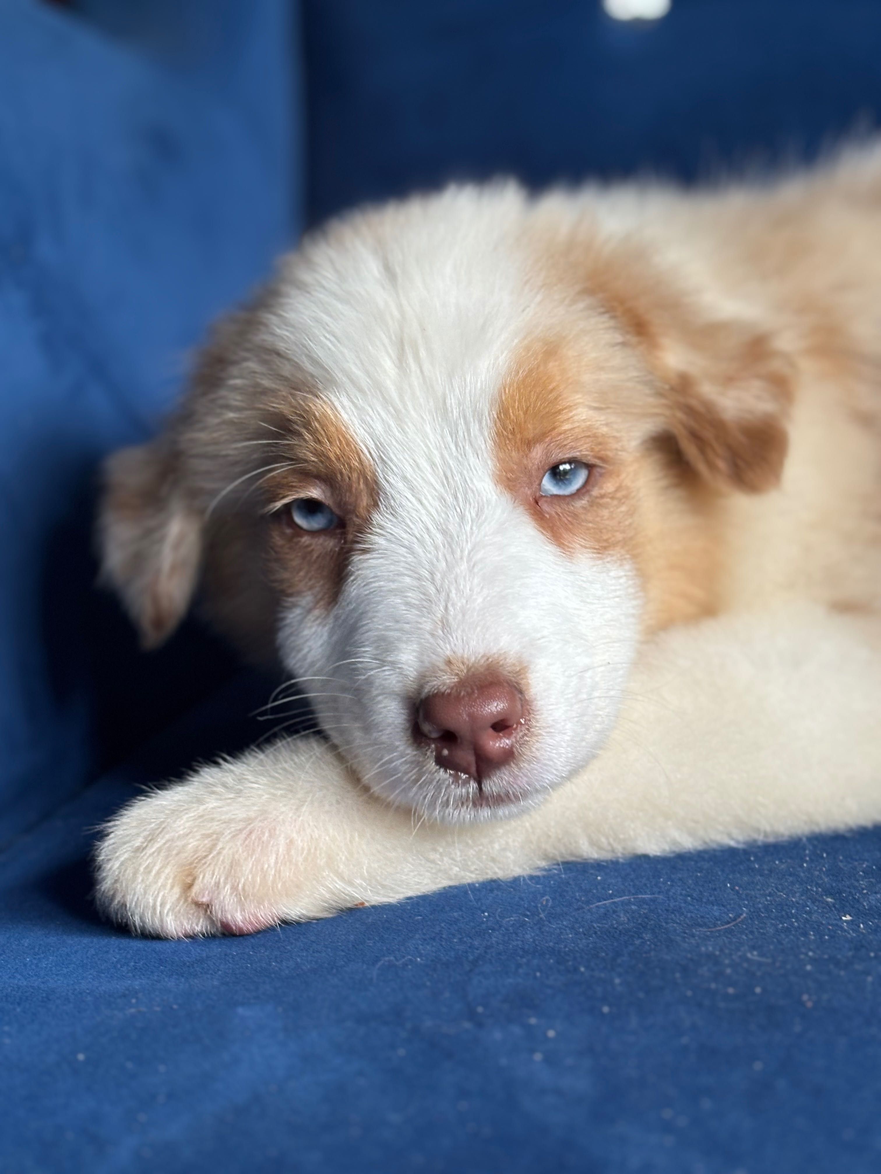 Owczarek australijski Aussie śliczny chłopiec red merle video