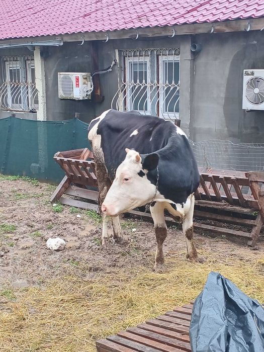 Молода корова голштинської породи