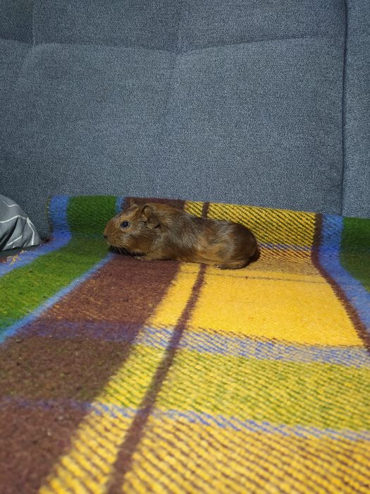 Młoda świnka morska