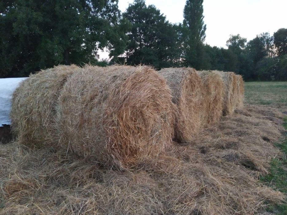 Продам солому овсяну пашисту та пшеничну