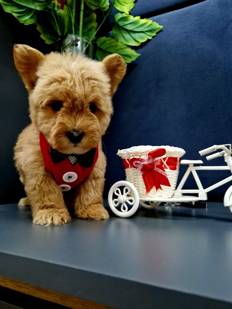 Pudel toy west highland white terrier szczeniaczki  Westiepoo