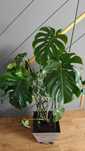 Kwiat Monstera bardzo duży 180cm wysokości