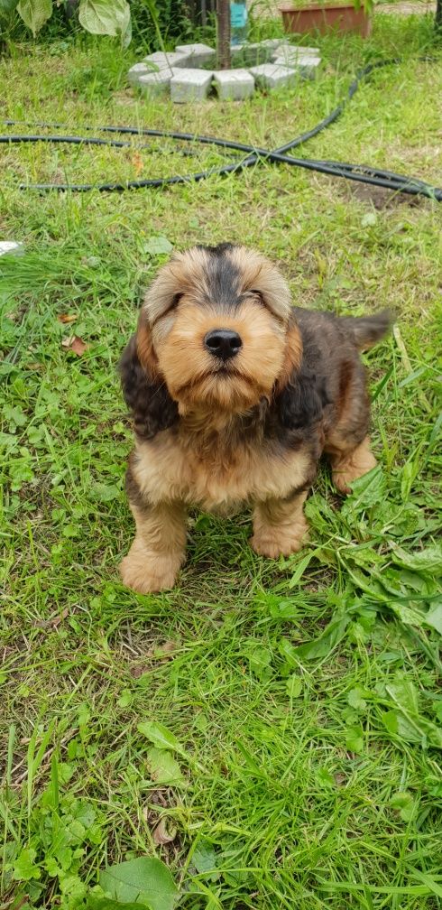 Cockapoo. Hybryda. Suczka Kinia. Cocker Spaniel Angielsk/ Pudel miniat