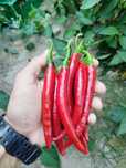 Papryka ostra cayenne