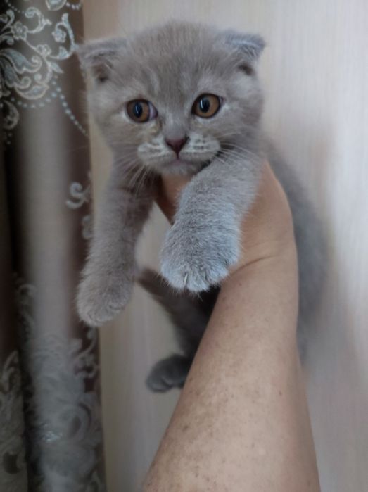 Коти, кошенята висловухі, 2 міс