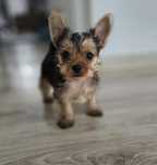 Yorkshire Terrier z rodowodem