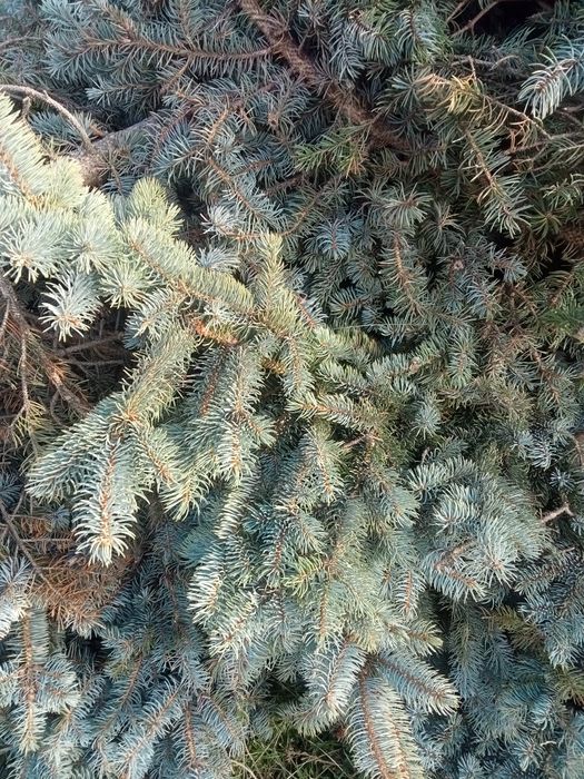 Gałęzie świerk igliwie na dekoracje wianki kompozycje drewno świerkowe