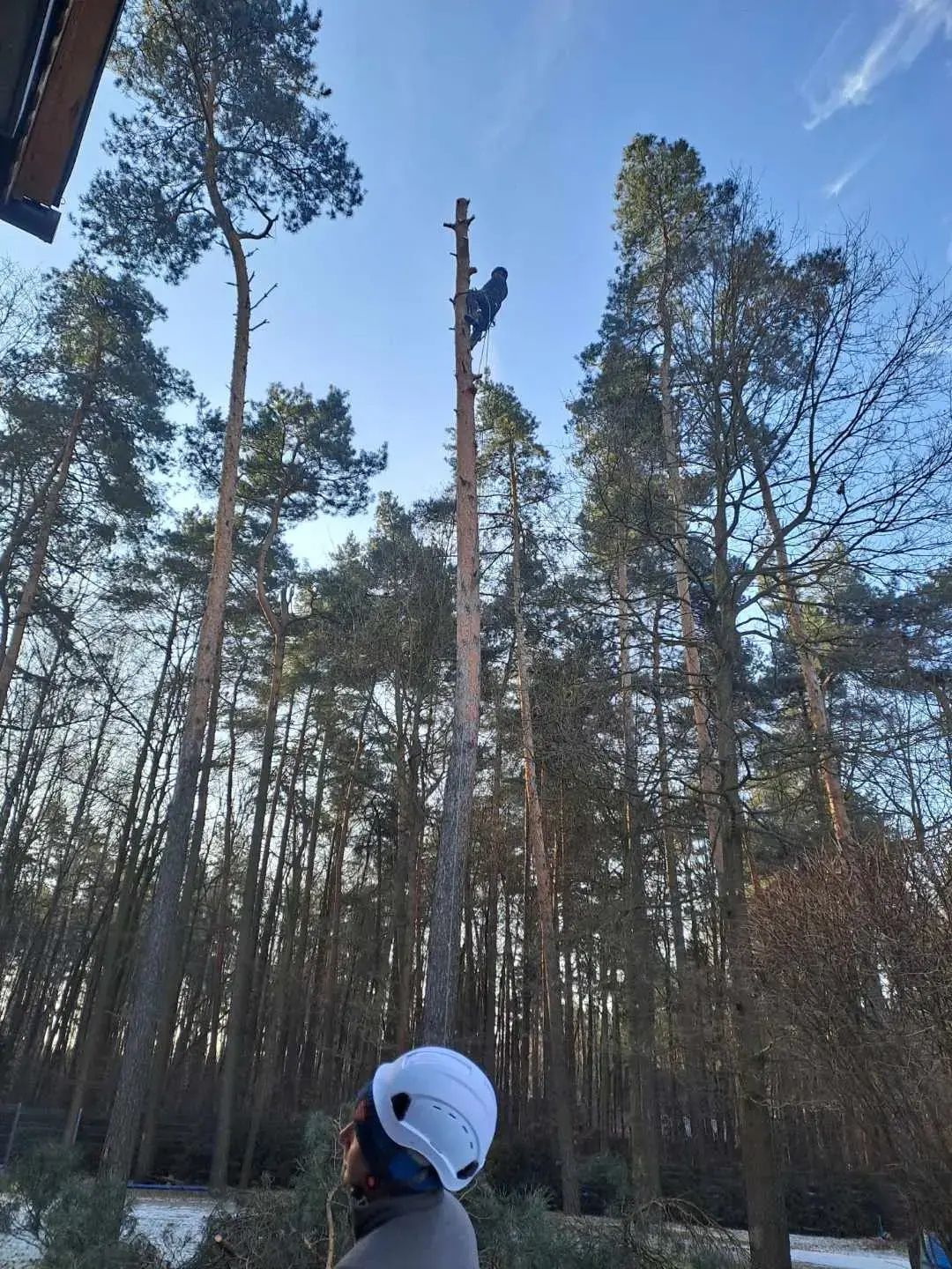 Wycinka drzew, Koszenie traw, Frezowanie pni