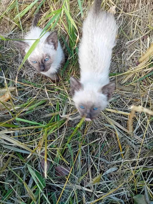 Gatinhos para Adoção