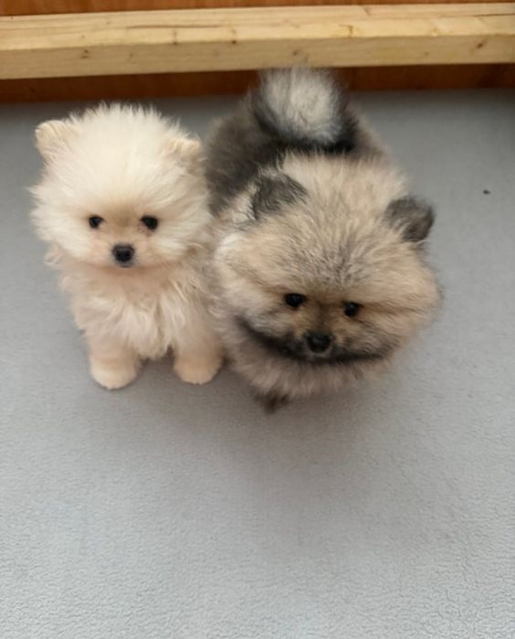 Szpic Miniaturowy Czysta Rasa