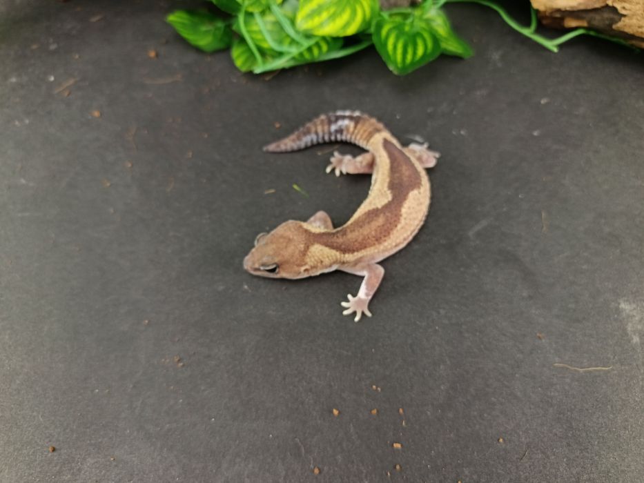Gekon Gruboogonowy (odmiana w opisie) ref. HC4