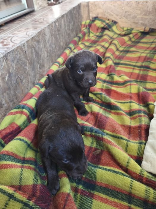 Шоколадные щенки Лабрадора есть Палевый и Черный, Доставка в Германию