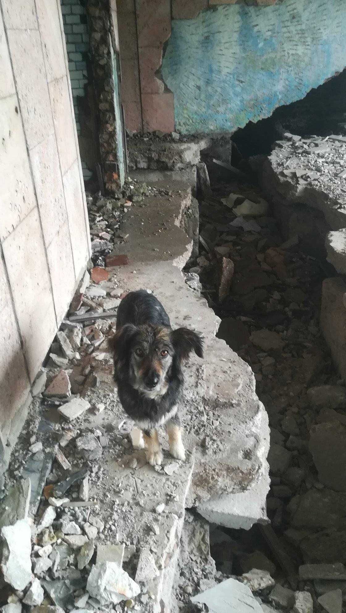 Sashiko 3 letnia sunia z ruin szuka domu