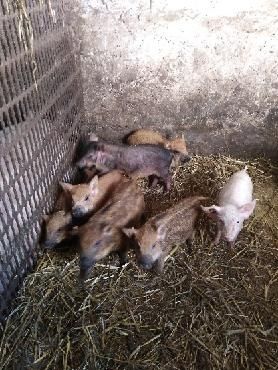 Sprzedam prosięta białe i mangalice