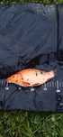 Karp koi 18-20 cm
