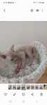 Devon Rex Bryś Liliowy kocurek