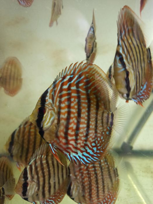 Paletki Dyskowce Red Turkus paletka 7-8cm