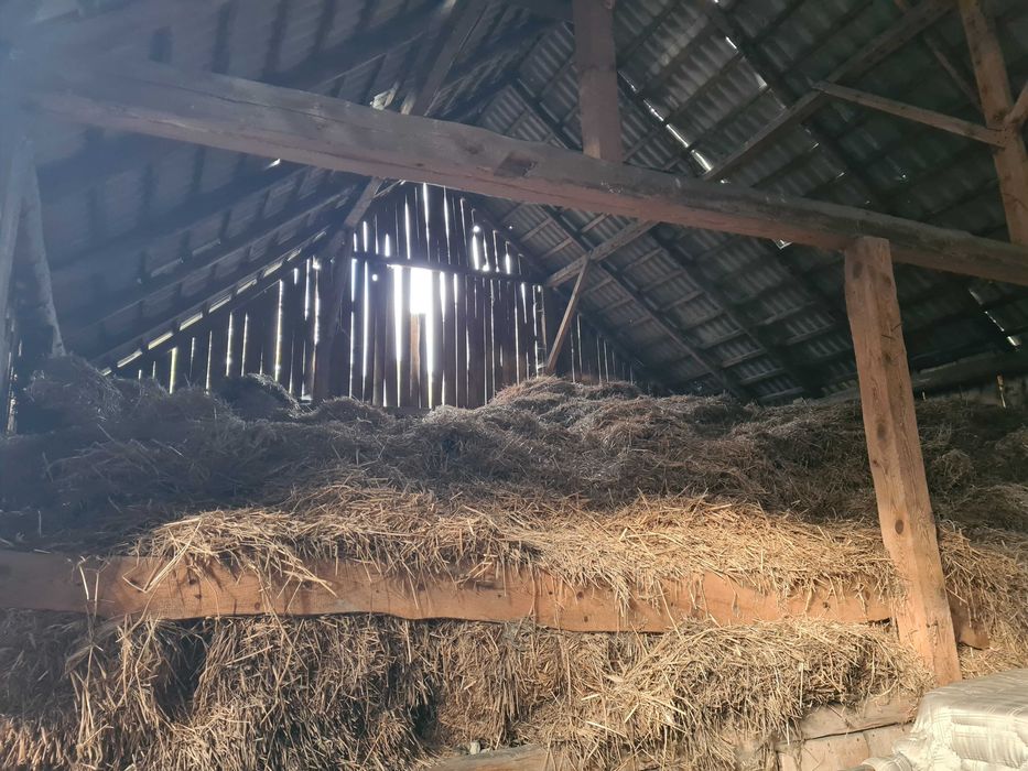 Oddam Słomę i siano za darmo na PELET. Słoma w kostkach.