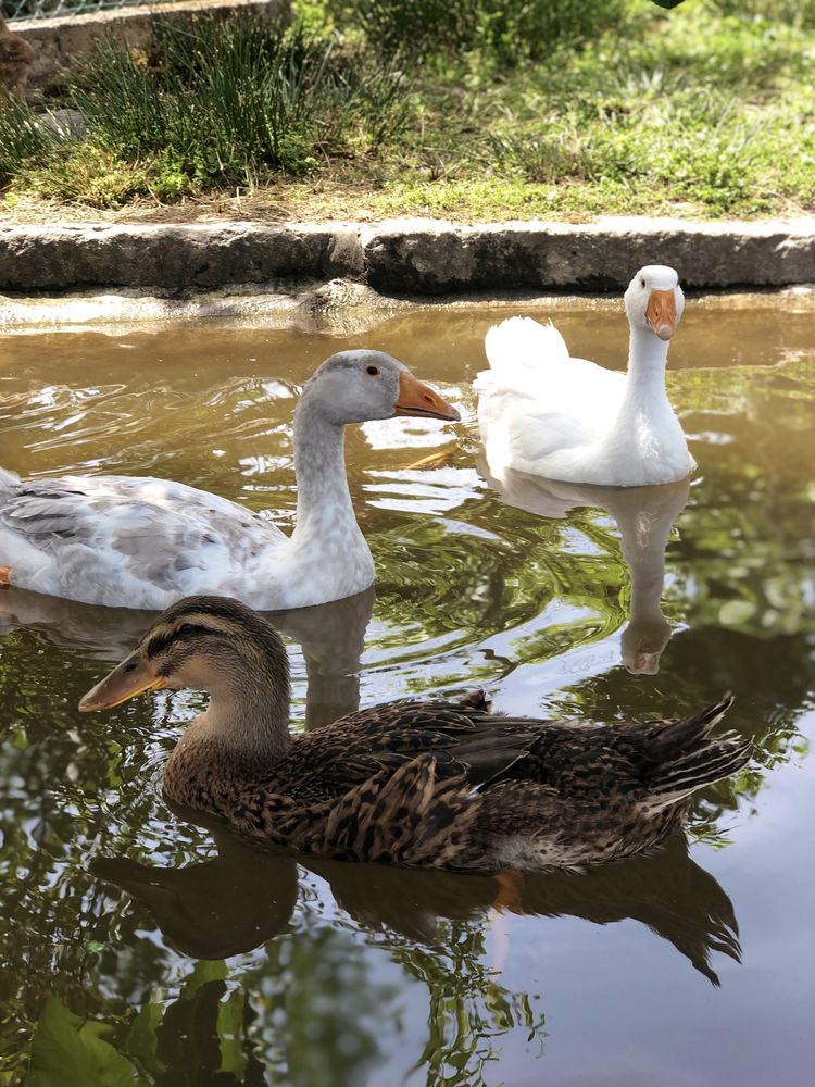 Vende-se patos adultos