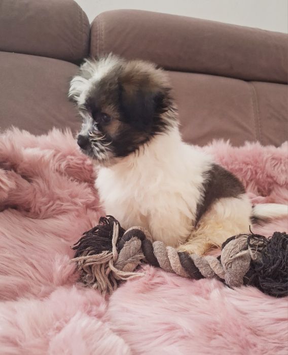 Piekny chlopczyk Shih Tzu Cacko czeka na dom