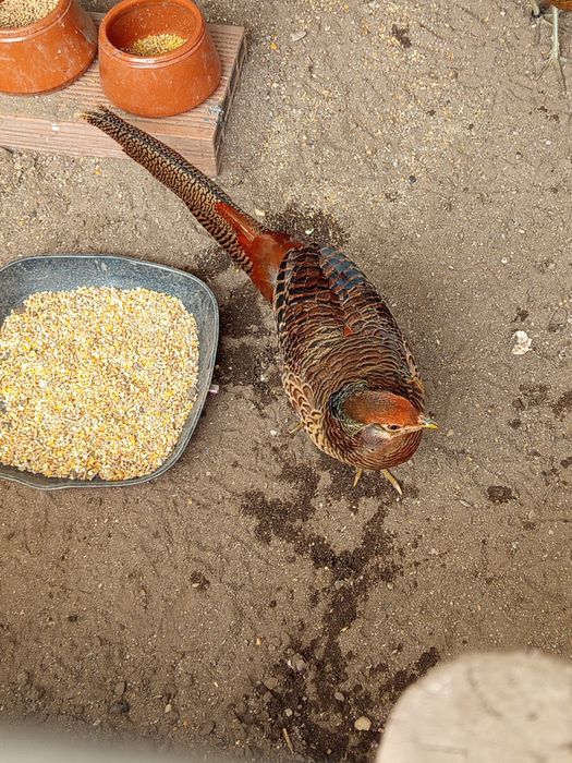Faisão dourado novo deste ano
