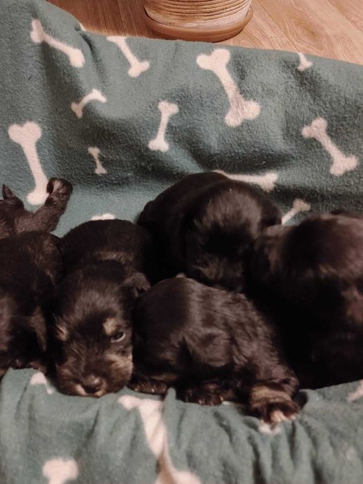 Sznaucer miniaturowy