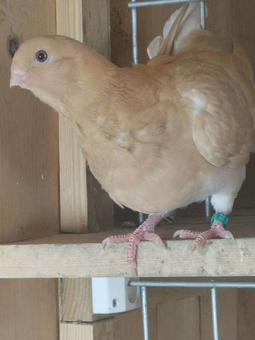 Pombo Mariolinha
